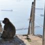 Podle pověry bude Gibraltar v držení Britů potud, pokud tu bude prosperovat populace makaků magotů